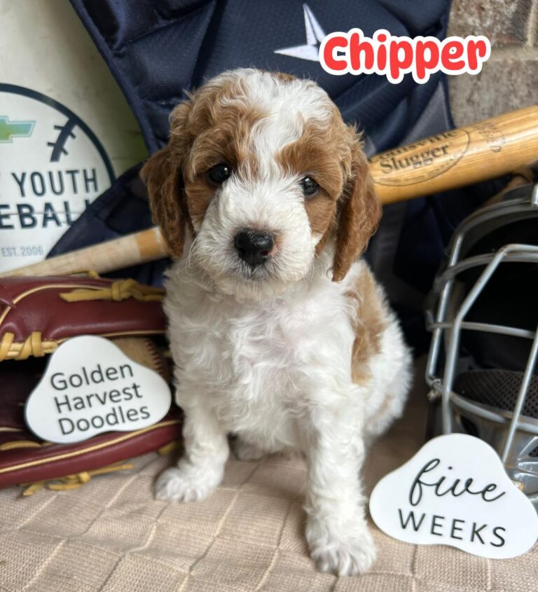 chipper-04