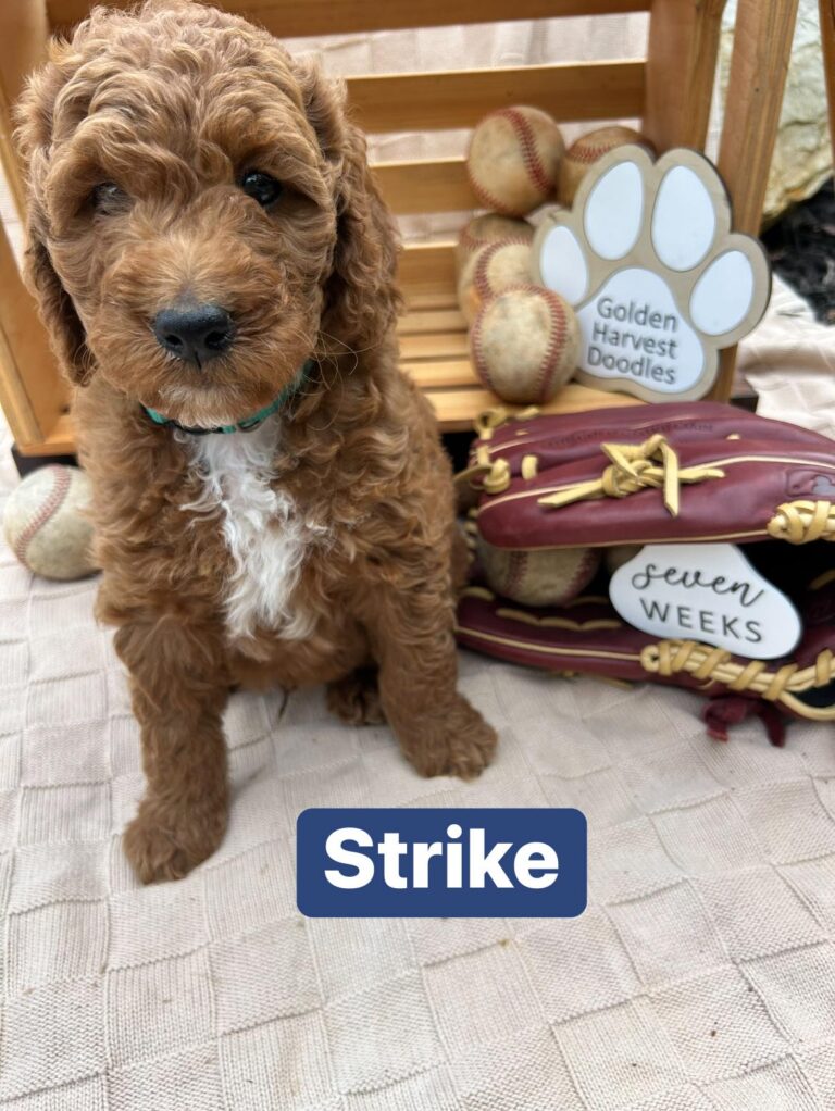 strike-03